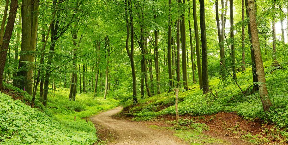 Wandern im Bayerischen Wald