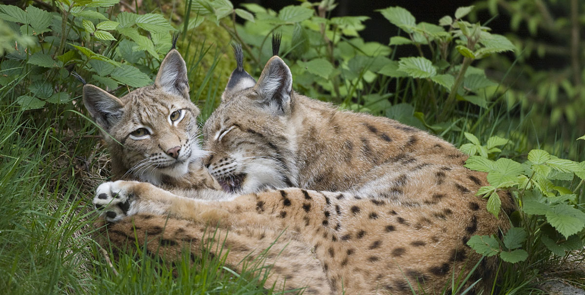 Luchs im Nationalpark Bayerischer Wald